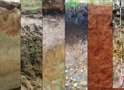 Soils_PICTURE